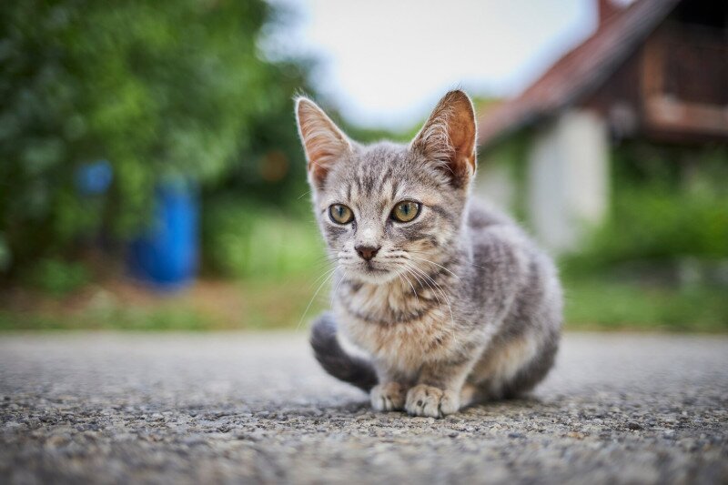 4203_IMG_3446_250910_