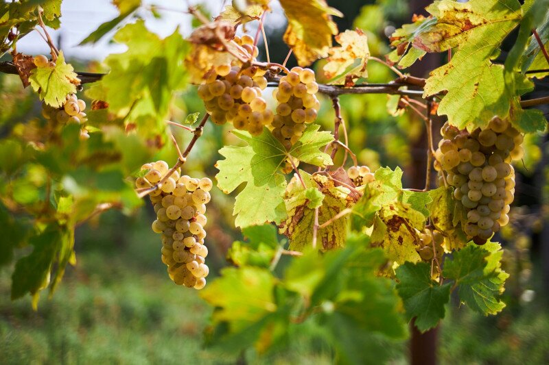 4223_IMG_3508_250910_