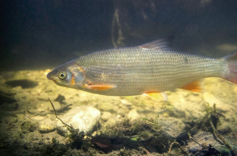 Már lehet szavazni 2026 Év Halára