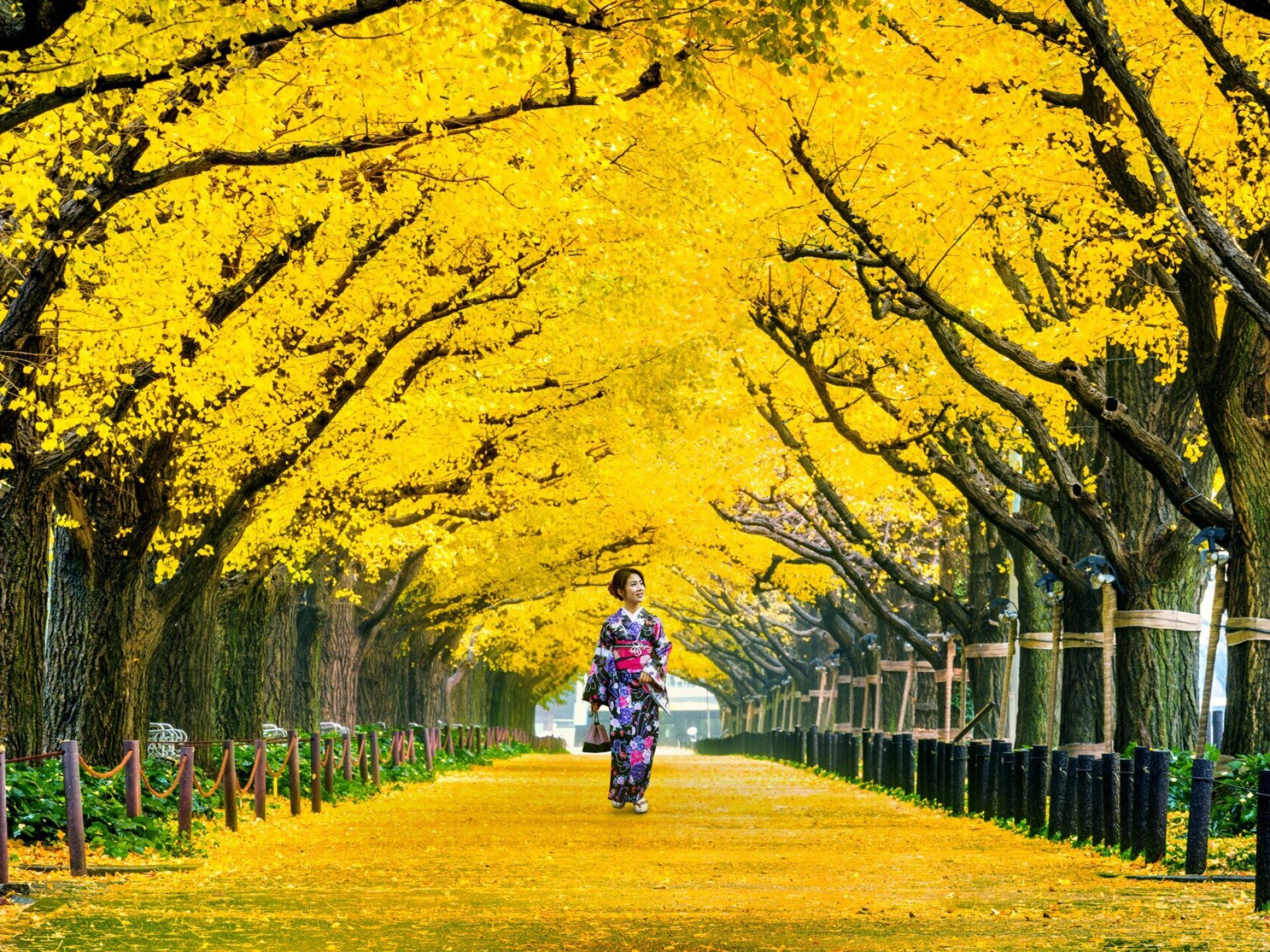 A ginkgo biloba titkai – a fa, amely túlélt mindent