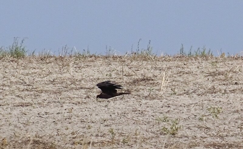 4_barna_retiheja_taj