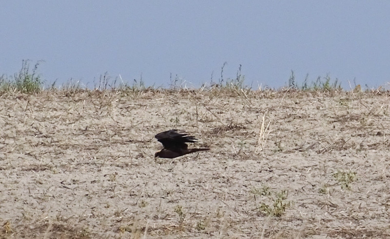 4_barna_retiheja_taj