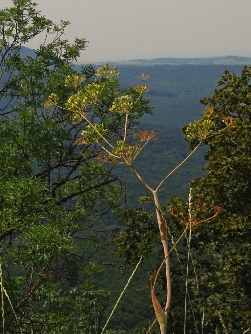 4_magyarfoldi_husang