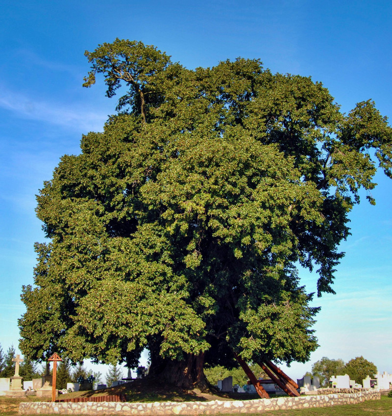 4_szokedencsiHars_Vágó_Zoltán