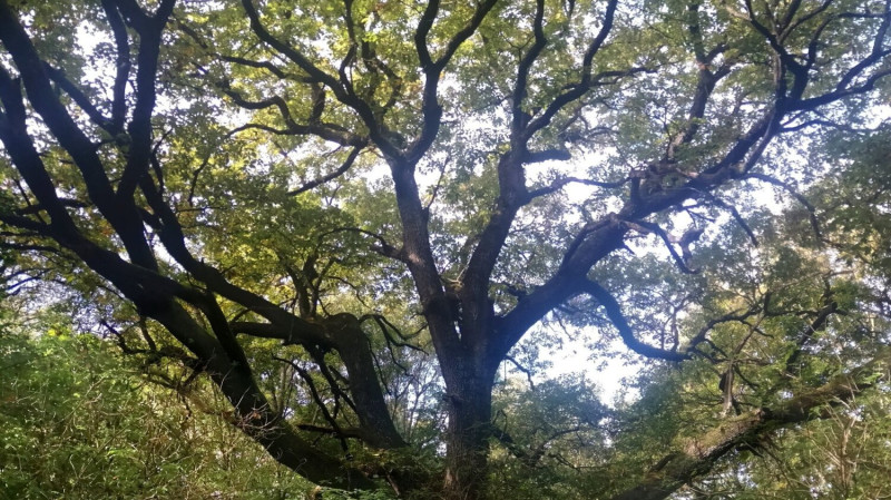 548191866_1214686124035718_8226803161745711815_n