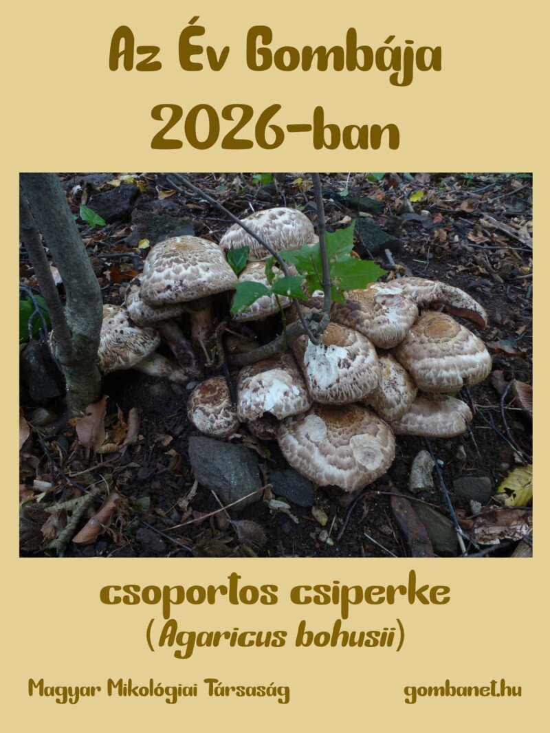 560122140_1406507454815046_3197965192081900510_n