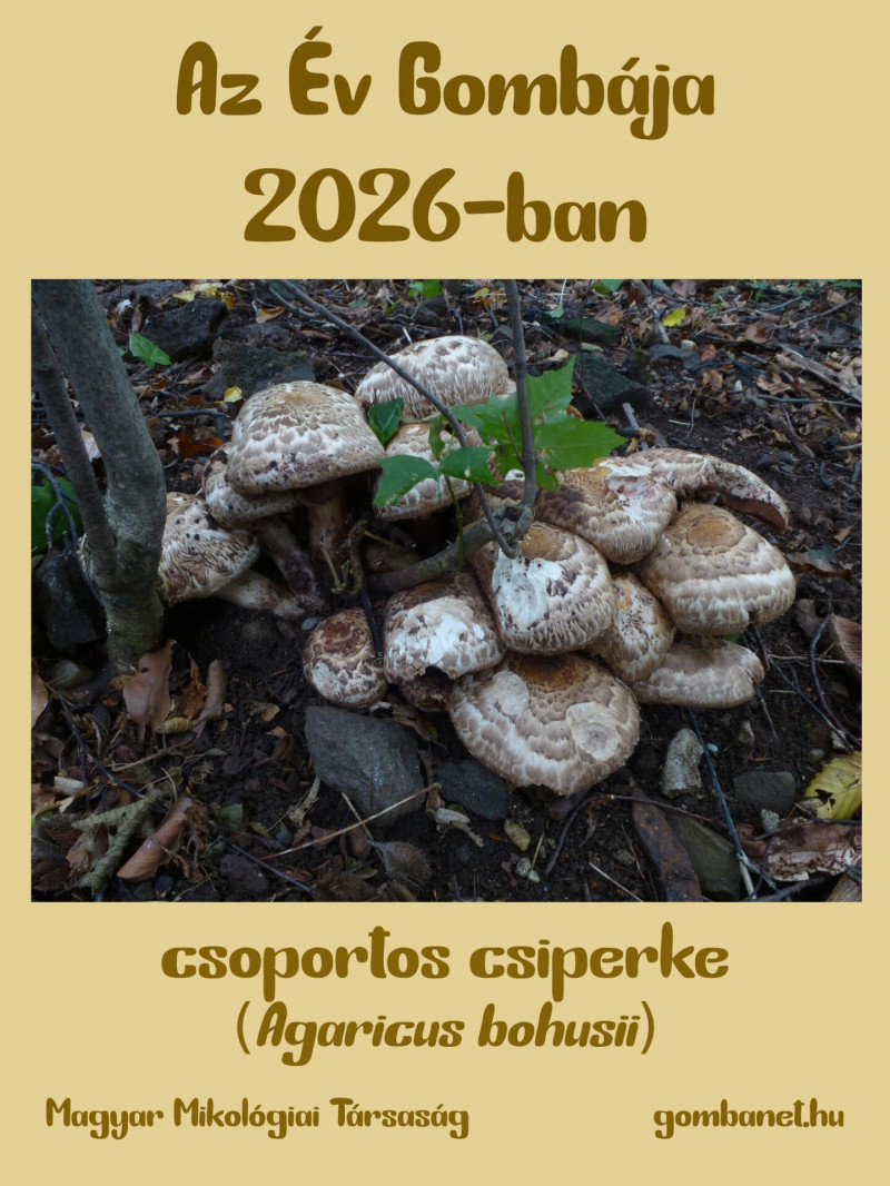 560122140_1406507454815046_3197965192081900510_n