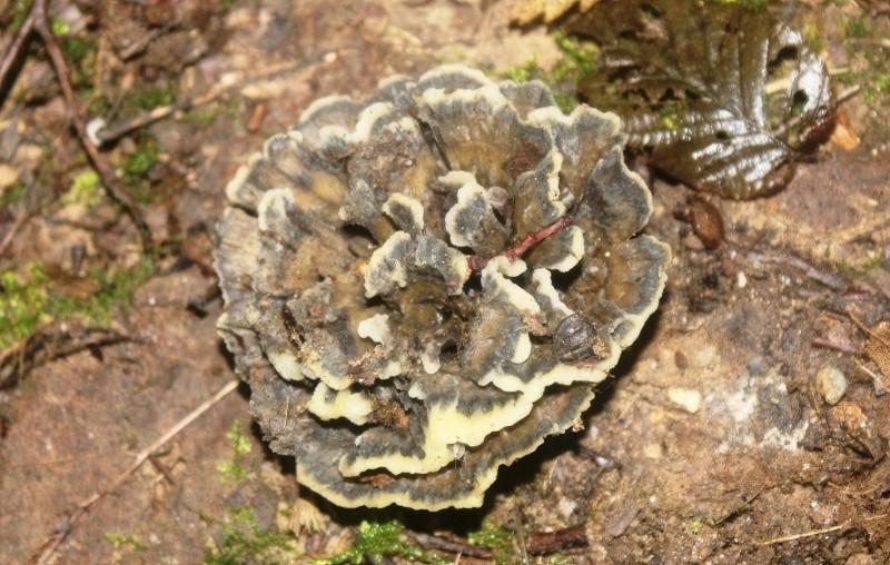 567653618_1218809483605116_413322720316541439_n-topaz