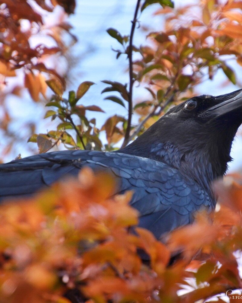 576225185_1302409115261777_7757908927374777266_n