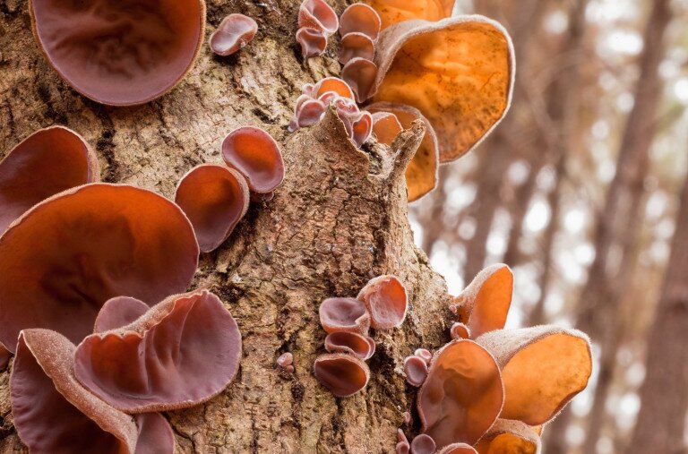 Télen is különleges gombákkal van tele az erdő