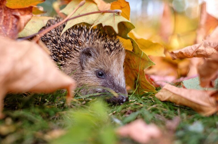 Vigyázzunk a téli álomra készülő sünökre