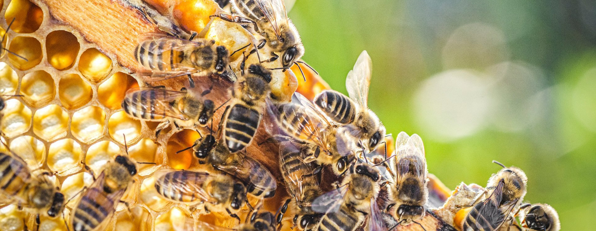 Zümmögő számtan – természetismereti feladatok gyerekeknek