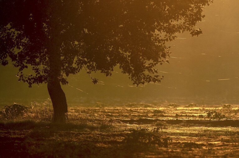 Ökörnyálon utaznak a kalandvágyó pókok