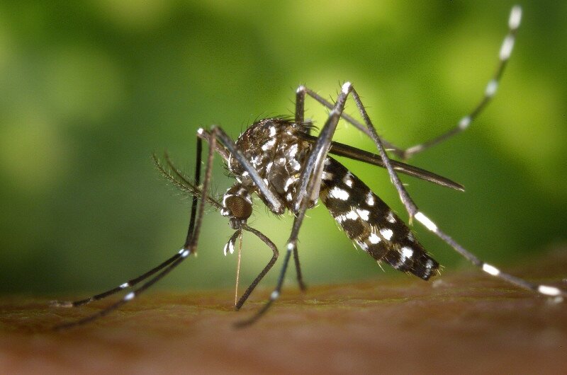 5.kép_a Dengue és a Zika vírust terjesztő Aedes szúnyog