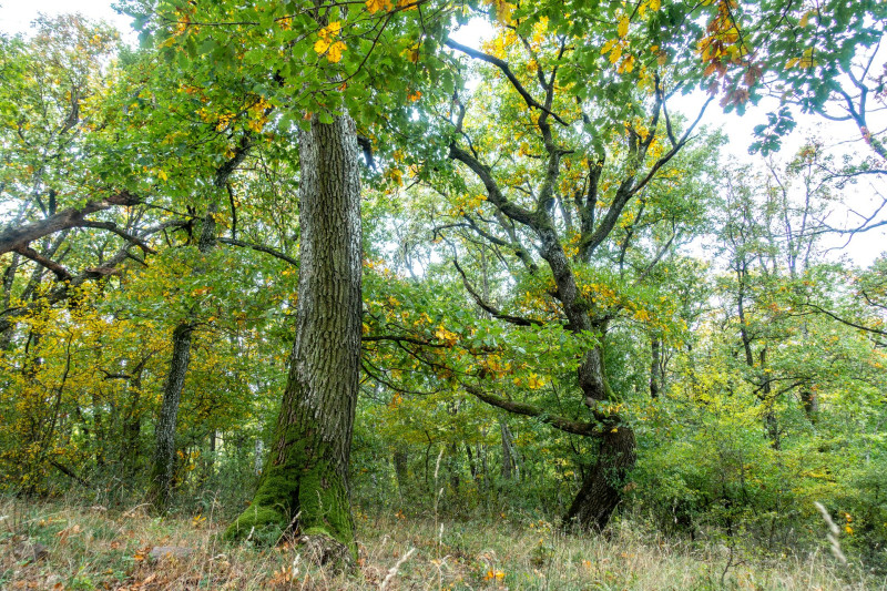 5 Öregerdő a Hegyes-hegy-ormon