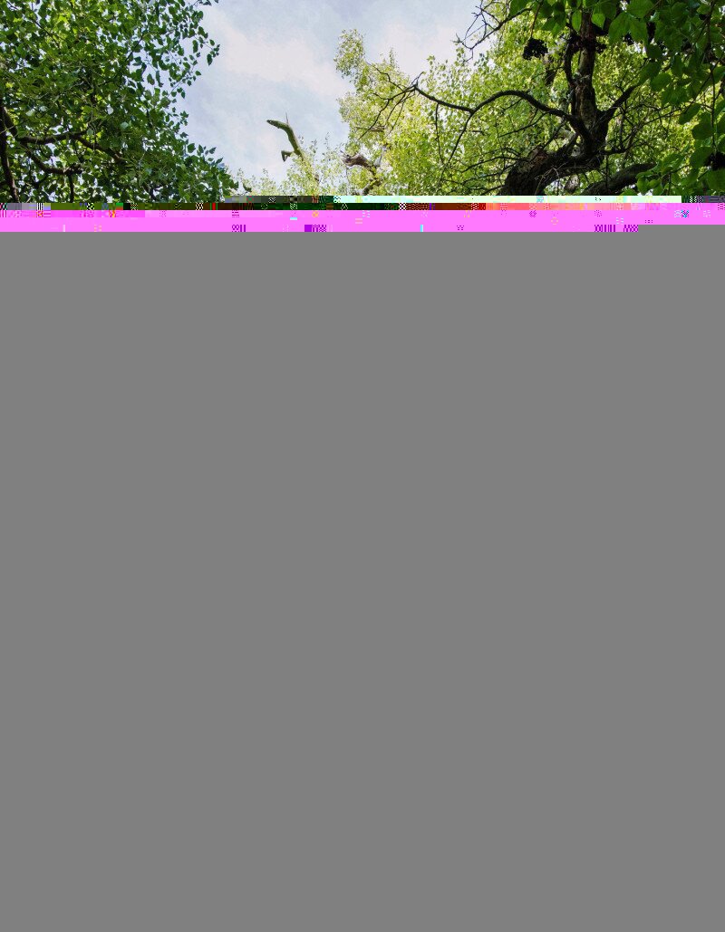 5_vajaliSzurkenyar_Boltresz_Attila