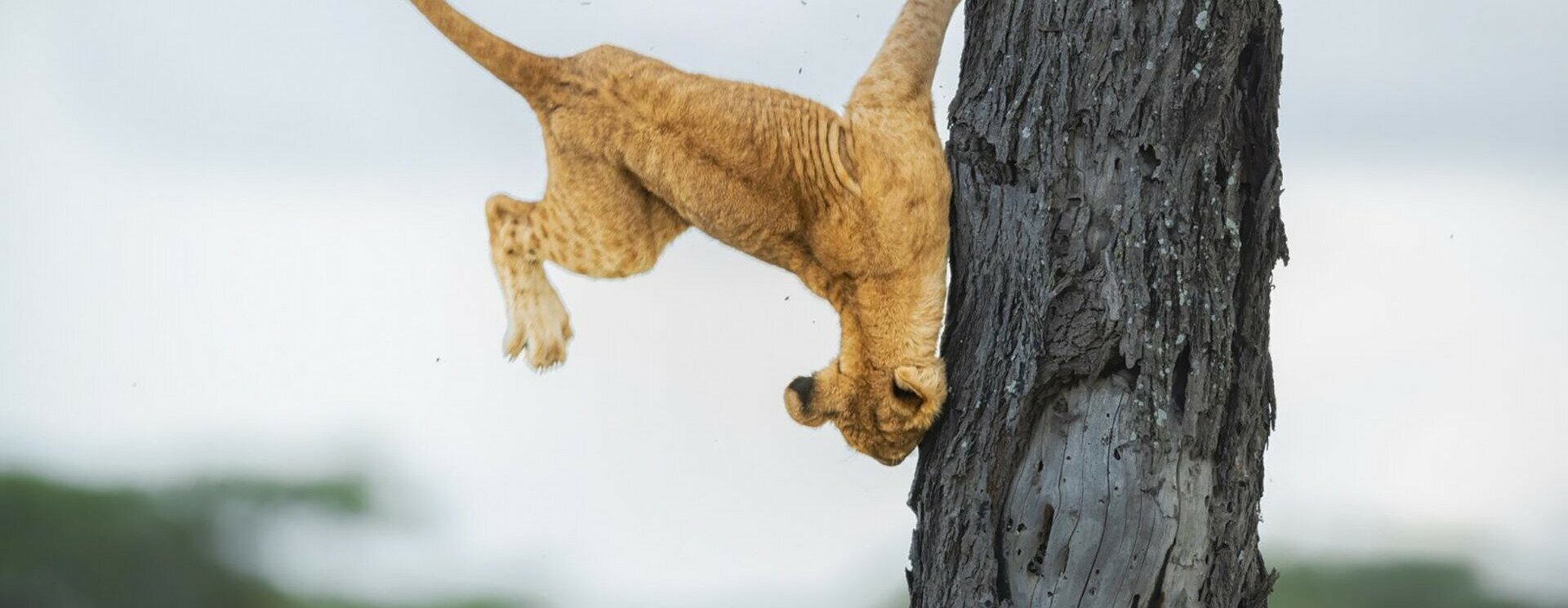 Fáról lebucskázó oroszlánkölyök lett a világ legviccesebb állatfotója
