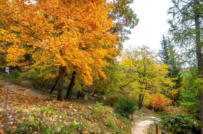 Arborétum a város felett