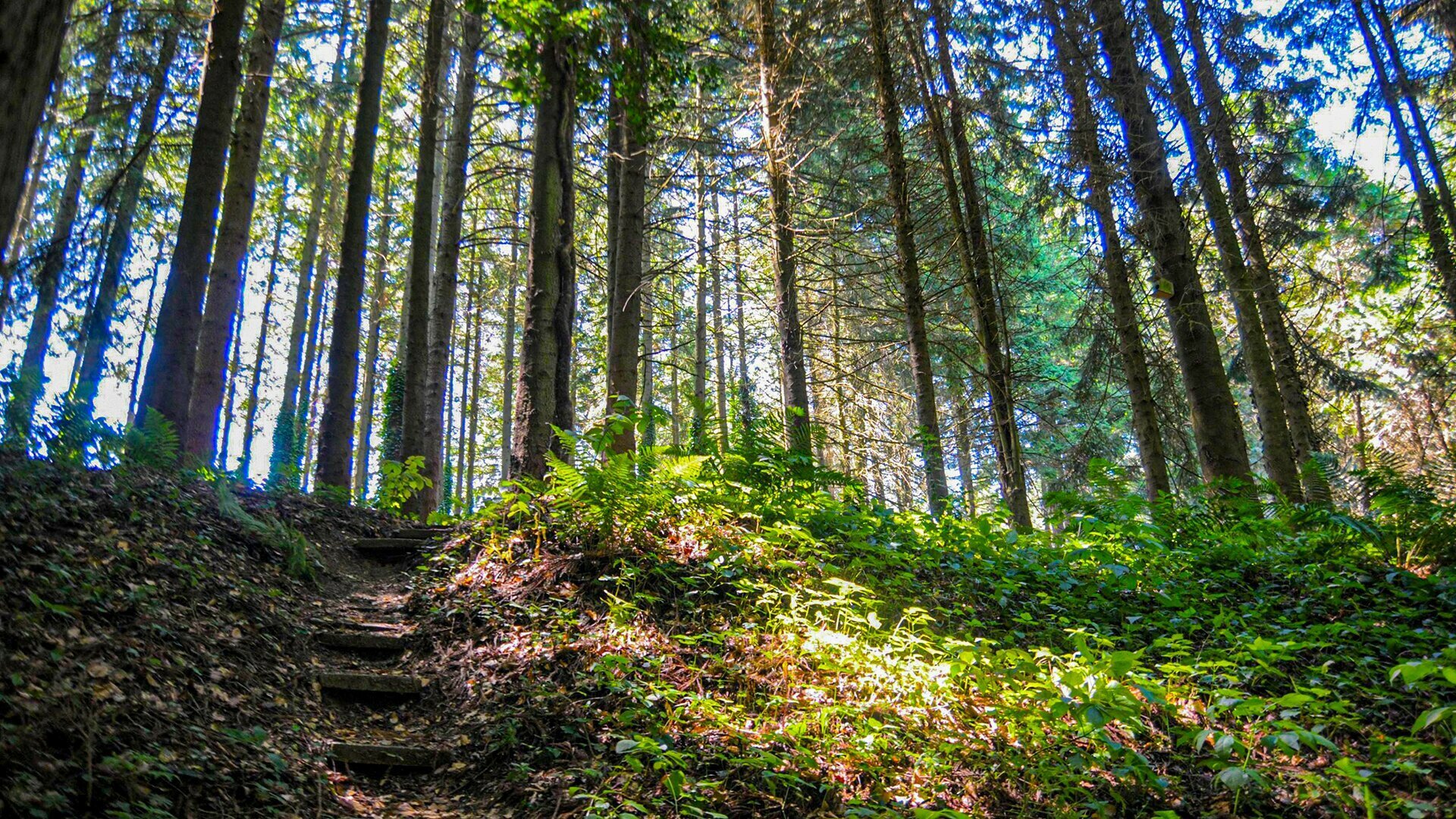 Árnyas fák és mennyei gyantaillat – séta az Agostyáni Arborétumban