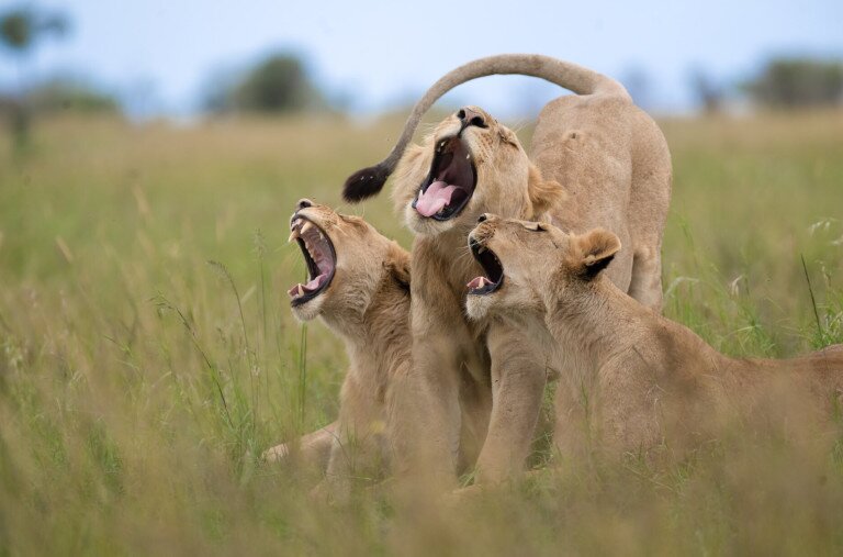 Ezek lettek a legviccesebb természetfotók 2025-ben