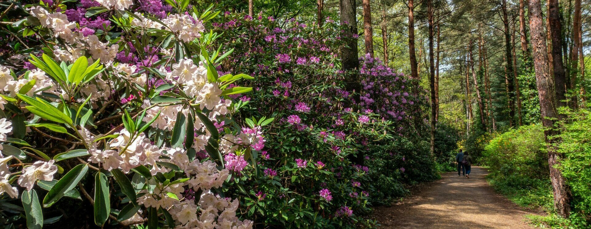 A Jeli Arborétum és gyönyörű rododendronjai – Galéria