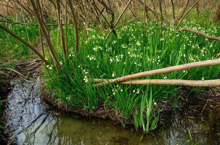 Kivirágzott a Tisza-tó