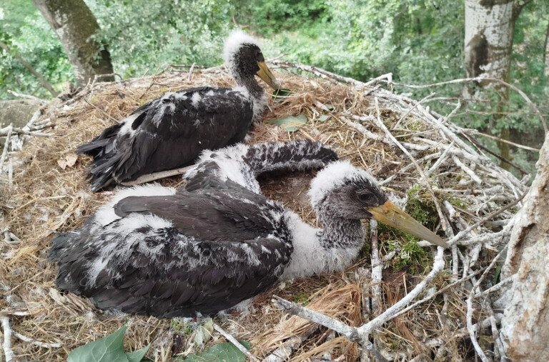 A rekordaszályos évet a fekete gólyák is megérzik