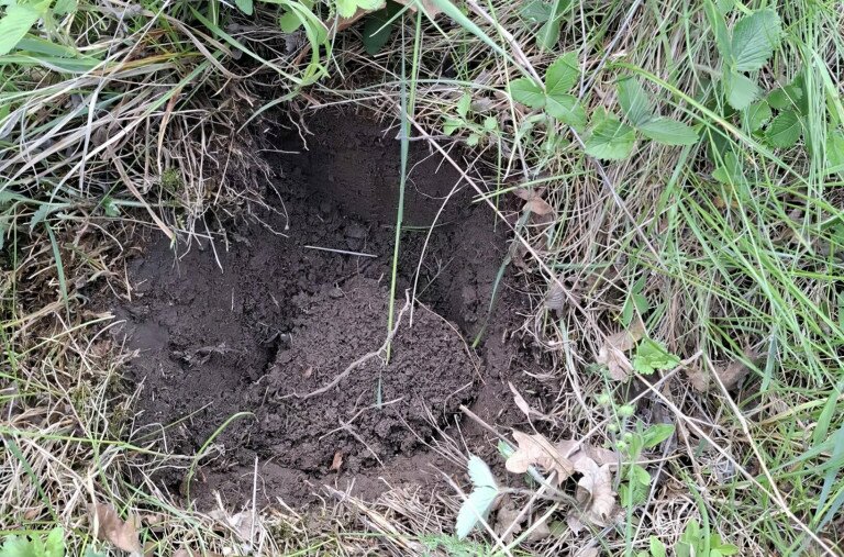 Megdöbbentő természetkárosítás a Pilisben