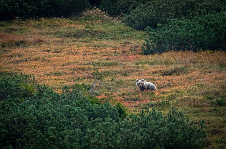 350 medve a célkeresztben – Európát is felkavarja a szlovákiai vadászat