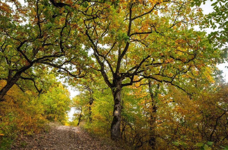 „Óriási tölgyfák állnak benne, olyan, mintha a Gyűrűk urában lennénk”