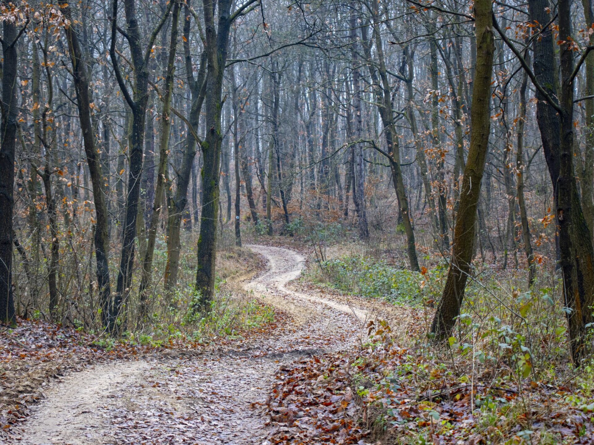 Három forrás útján a Pilisben