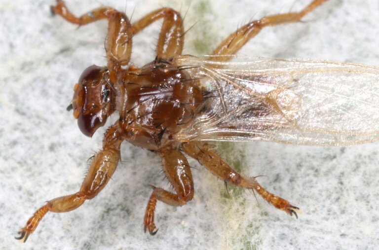 Új rovarfajt találtak Magyarországon