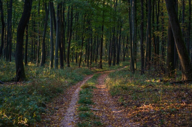 Szuper erdei ösvények tavaszi kiránduláshoz – Hétvégi programajánló