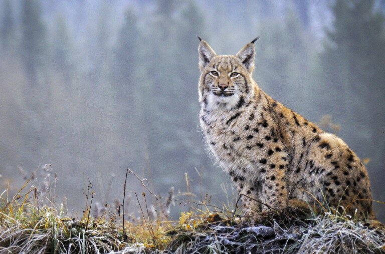 Elgázolt hiúzt találtak a Tátrában