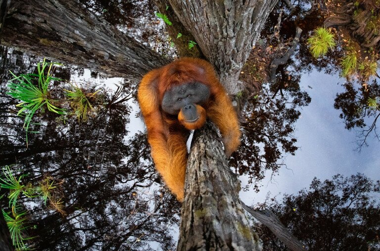 Az orangután és a halszemobjektív esete a W/N/P/A díjnyertes fotói között