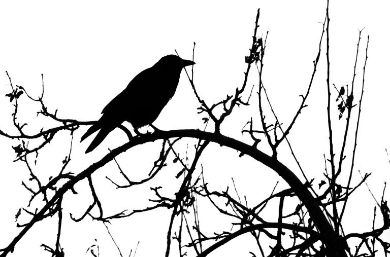 Csokis keksszel etették a Budakeszi Vadaspark hollóját