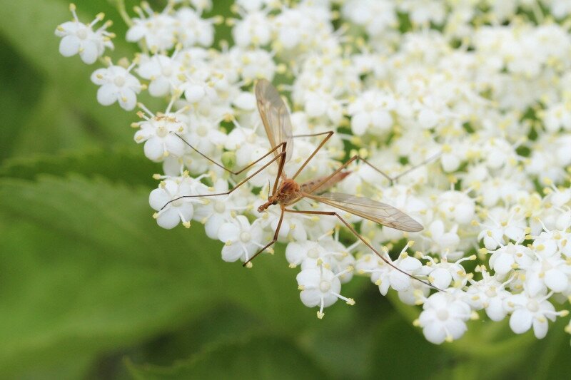 8. kép_hím szúnyog egy növényen, melynek a beporzásában segíthet
