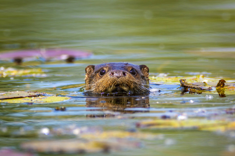 99 BÁRHOVÁ Élővilág FOTO Goran Safarek AdobeStock_412164428