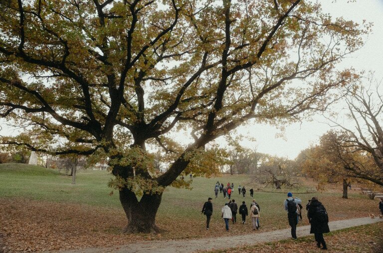 Mesélő fák között Budapesten