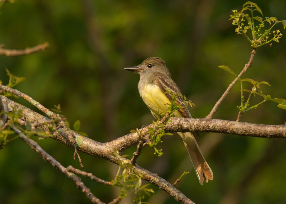A beautiful Great Crested Flycatcher perches in a tree while hunting for insect prey on the edge of a forest in Everglades National Park, Florida.
