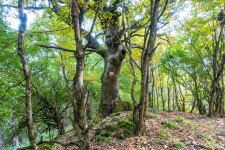 A börzsönyi Hegyes-hegy szentélyerdejében
