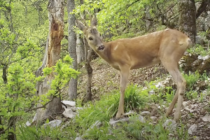 A bükki vadon rejtélyes élete – Videó