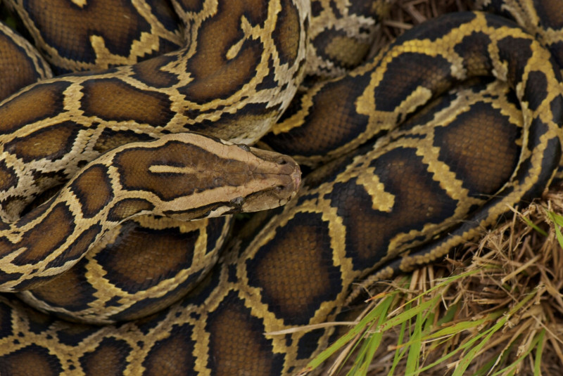 A_Burmese_python_coiled_in_the_grass_in_the_Everglades