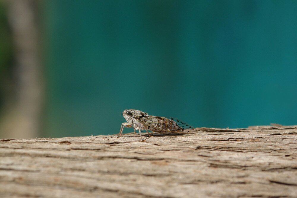 A close up of European Cicada on a trunk of tree, blurred turquoise background. Lyristes plebejus (Common Cicada), resting on the tree bark on a bright sunny day