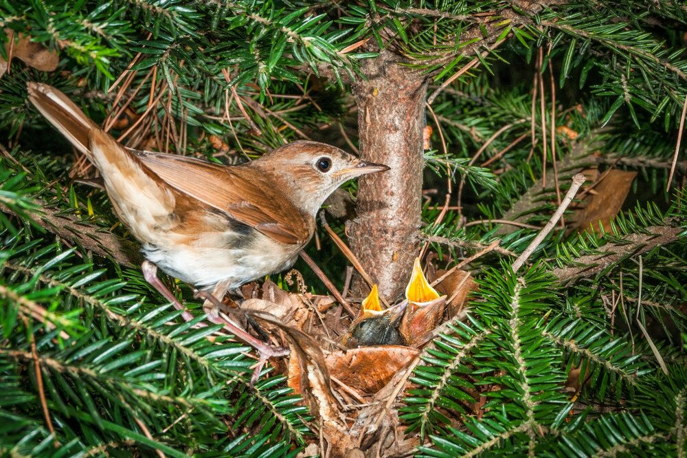 A common nightingale bird at its nest with two chicks in a fir tree