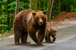 A cuki medvebocs esete a vadkamerával - videó