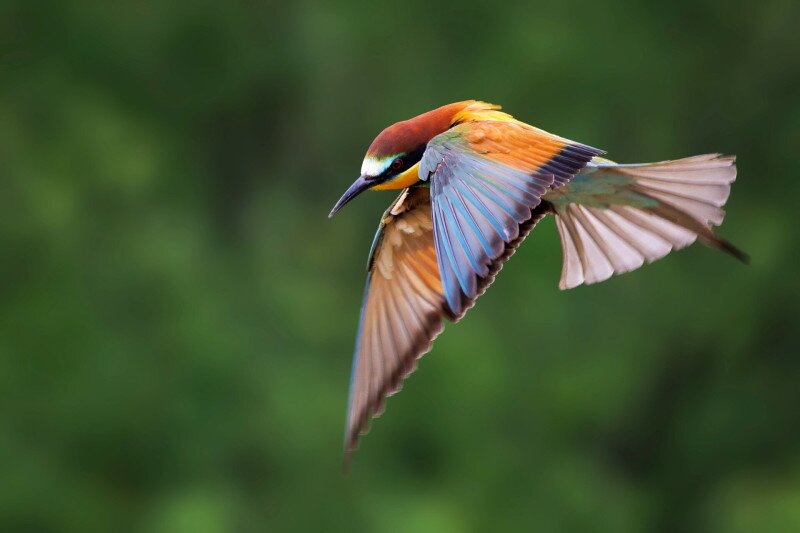 AdobeStock_1337221426