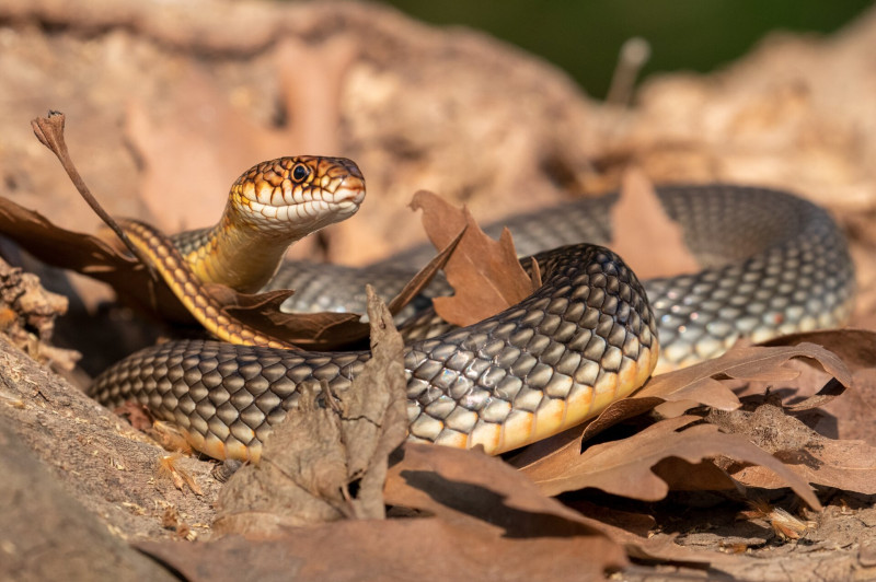 AdobeStock_372835374