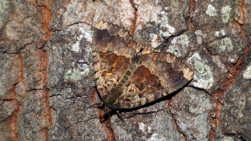 AdobeStock_529172692