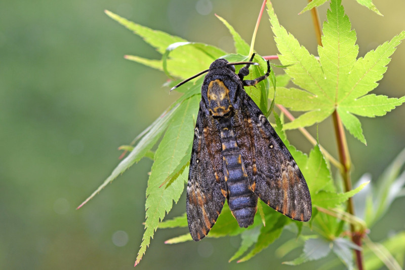 AdobeStock_630626588